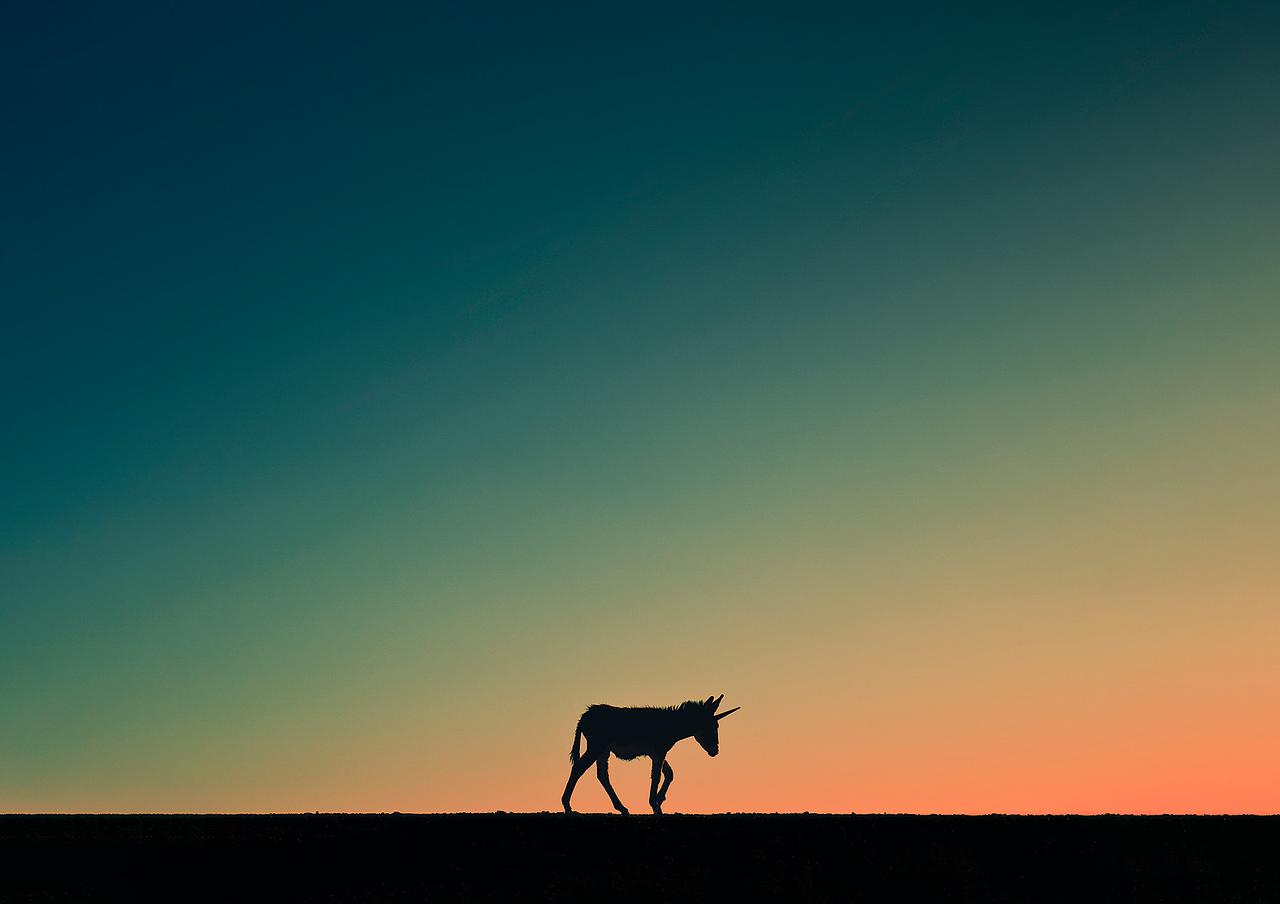 Burricornio