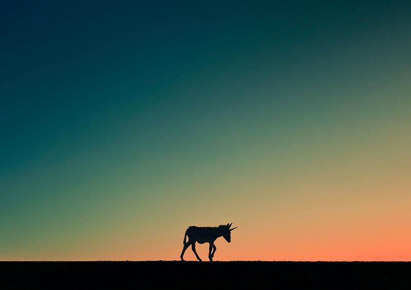 Burricornio